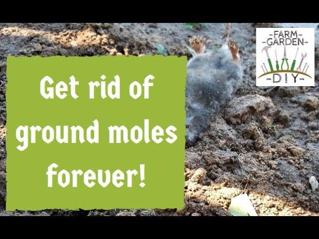 How to remove & get rid of ground moles best - guaranteed method!