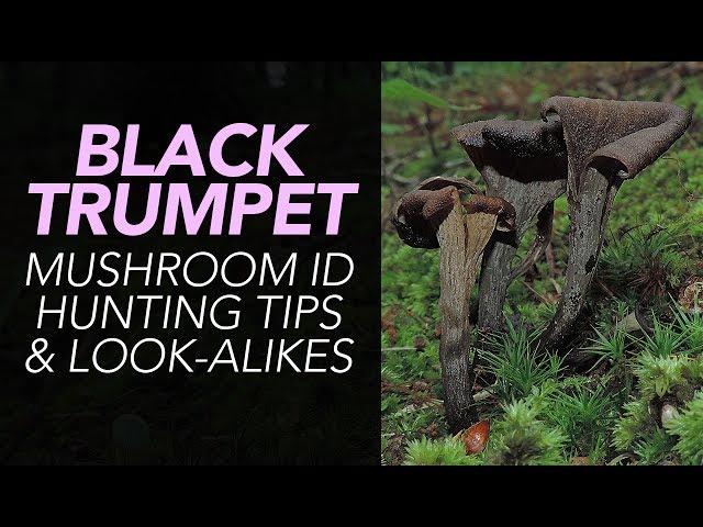 Black Trumpet Mushroom ID, Hunting Tips, & Look-Alikes