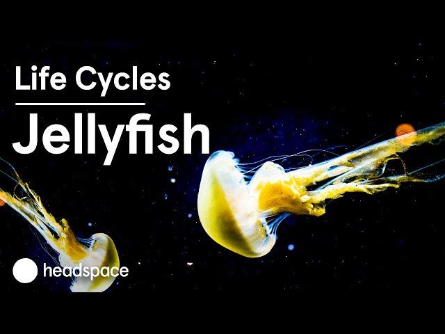 The Mindfulness of the Jellyfish | Life Cycles