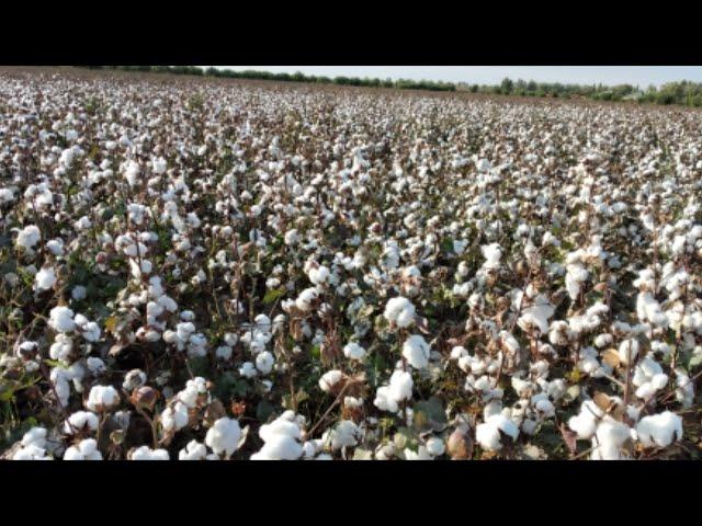 Ozbekistonning paxta dalalari/cotton fields of Uzbekistan/хлопковые поля Узбекистана(#pahta)