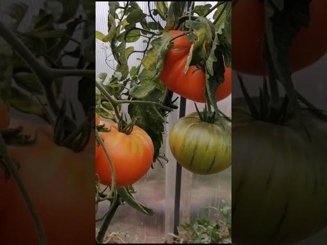 УРОЖАЙ ТАКОЙ, ЧТО ЛОМАЕТ КУСТ // ВАЦАП ДЛЯ ЗАКАЗА 89152458159 ПИСЬМЕННО