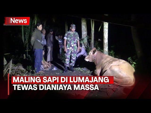 Menggenaskan! Maling Sapi di Lumajang Tewas Dimassa