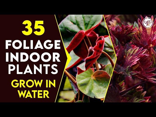 35 Best Foliage Indoor Plants You Can Grow in Water | Best Indoor Plants No Need Soil to Grow