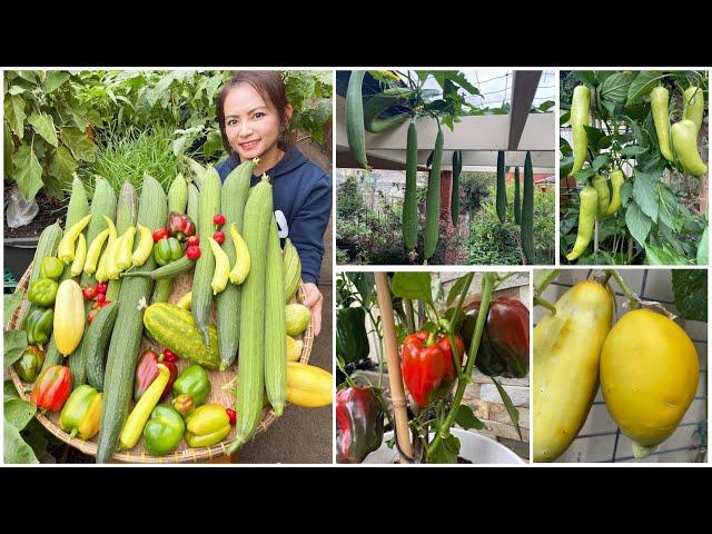 Thu hoạch mướp hương, ớt chuông, dưa leo sau vườn ở Úc/Harvesting veggies from my garden