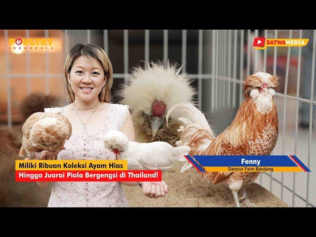 FENNY DAMOUR FARM – SANG RATU KONTES AYAM HIAS INDONESIA