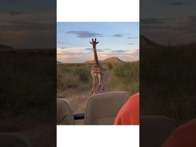 A giraffe chasing a tourist group | Rare and close encounters #shorts