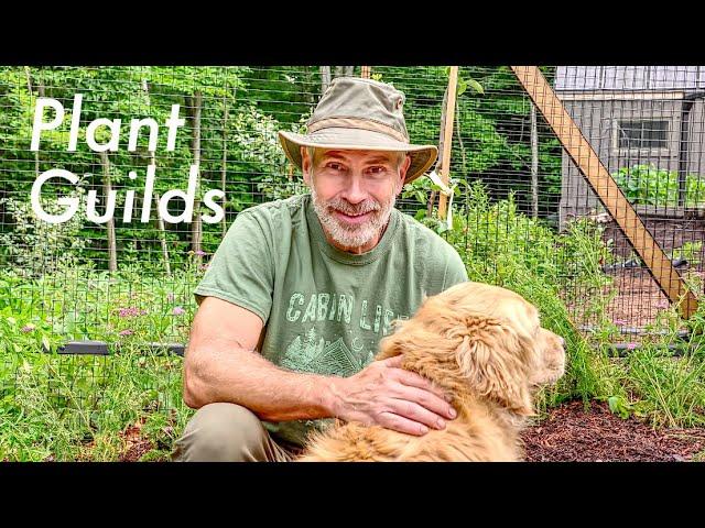 Planting a Pear Tree Guild | Growing Food Naturally and Sustainably