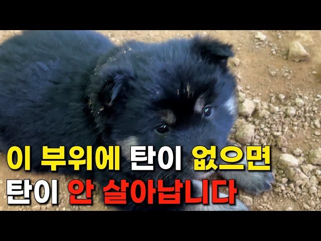 블랙탄 강아지는 '이 부위'에 탄이 없으면 나중에 멋지게 탄이 살아날 수 없습니다