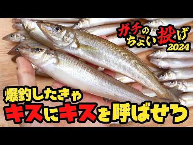 [Japanese whiting] This is important! Tips for catching a lot of fish