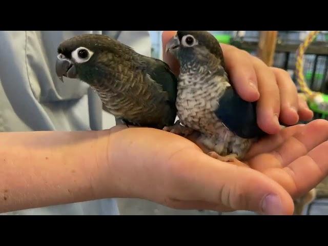 Turquoise Violet Green Cheek Conure | Victorian Bird Co