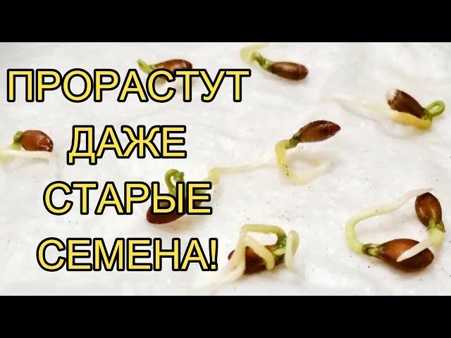 FLOWER SEEDS WILL GROW FAST with such germination! How to germinate seeds quickly.