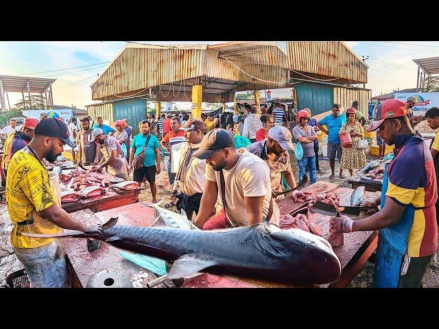 WoW ATTRACTIVE !! Biggest Street Fish Cutting Fish Market In Sri Lanka EXPERT MASTER FISH CUTTING