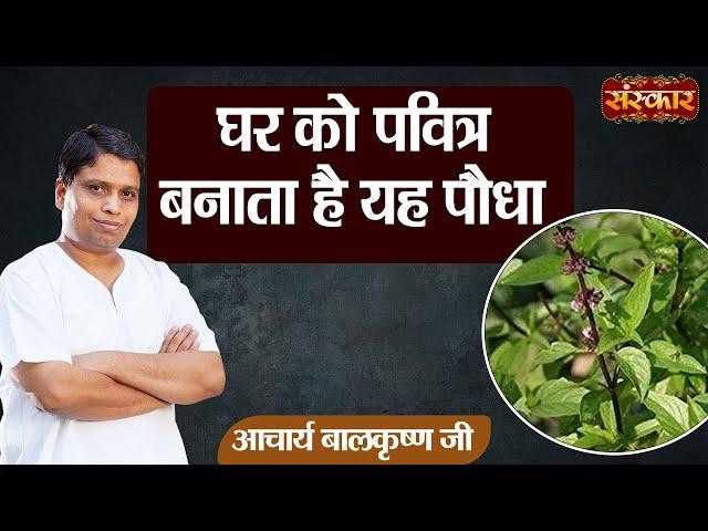 घर को पवित्र बनाता है यह पौधा || Marjoram (मरुआ) || Acharya Balkrishna Ji || Health Benefits