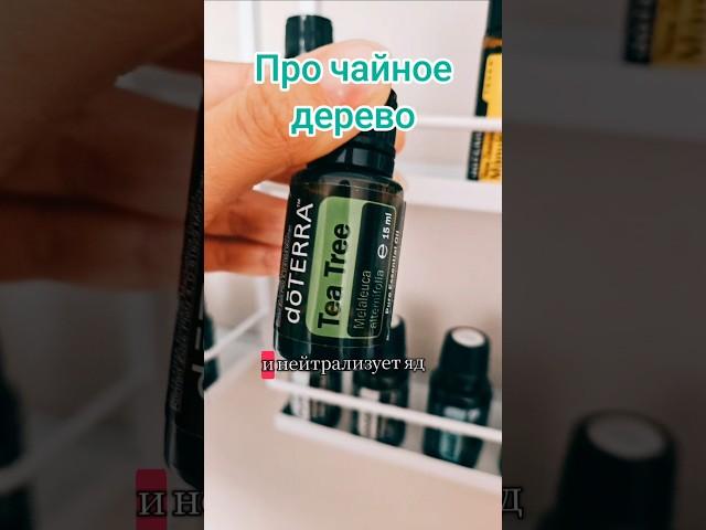 Чайное дерево – важная информация!