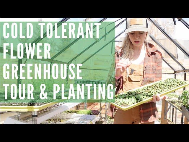 Planting cold tolerant flowers on our flower farm!