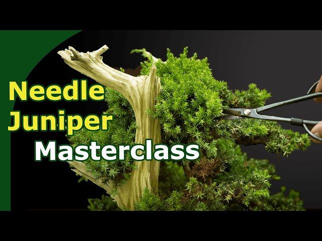 Needle Juniper Bonsai Masterclass