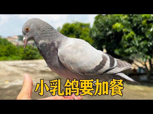 The young pigeon fell on the master's hand and screamed! Little pigeon: extra food! I'm hungry! [Th