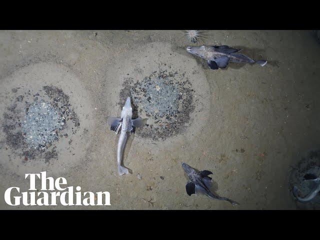 Huge icefish colony of 60 million nests found on Antarctic seabed