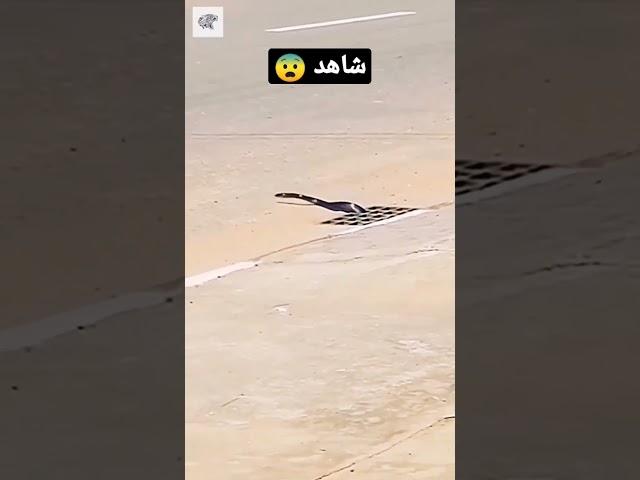 سبحان الله 