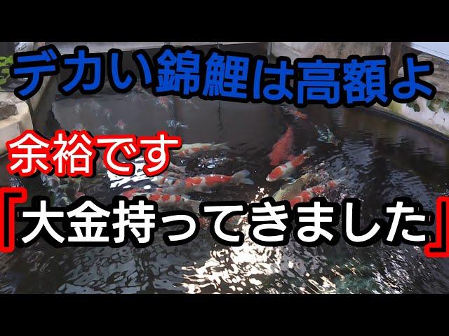 デカイ高額な錦鯉を、大金持って、買いに行きました。　#錦鯉  #アクアリウム　#koi