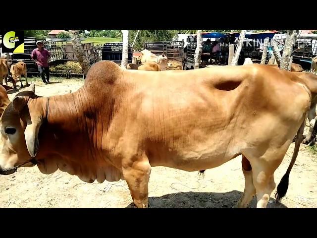 SAPI ACEH HARGA 10JUTA. PILIHAN UTAMA UNTUK SAPI QURBAN BANYAK DI PASAR HEWAN GEURUGOK BIREUEN