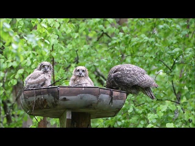 Great Horned owl nest platform