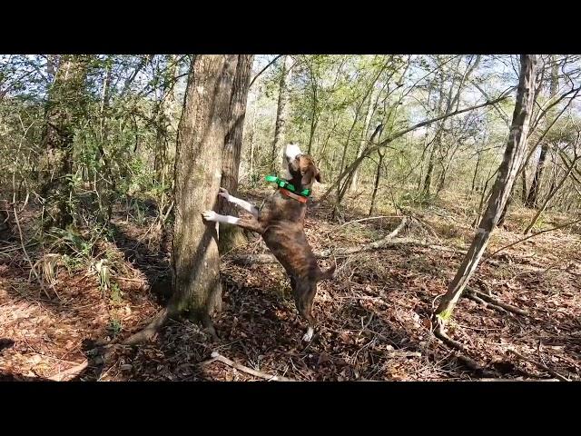 Squirrel hunting with mountain curs. 40 squirrel day.