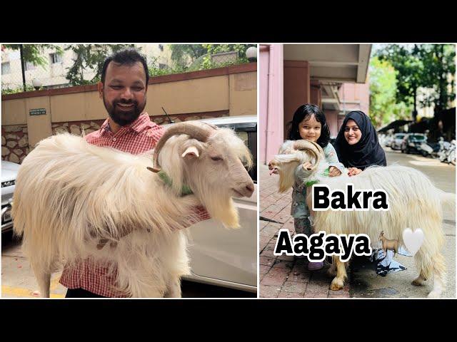 Bakra Agaya finally ️Chota packet bada dhamaka #meenazfam #bakra #eid#viral #trending #fyp #goat