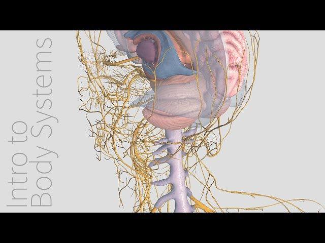 Introduction to the Nervous System -  Animated Tutorial | Complete Anatomy