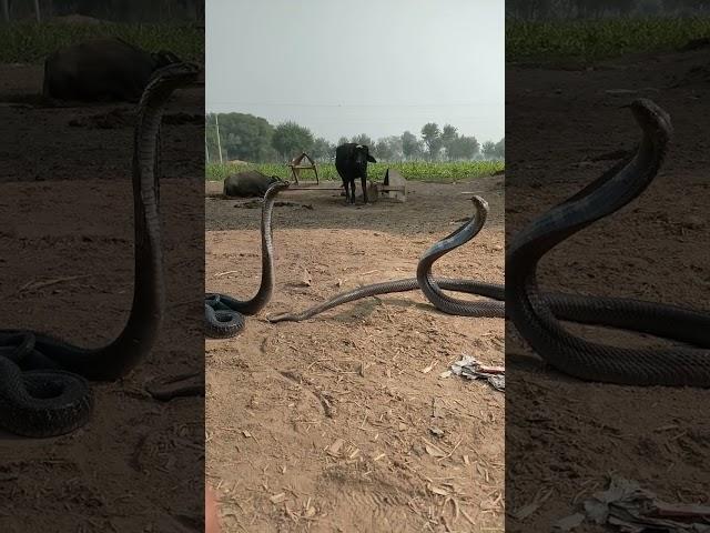 king Cobra Sanke naag Jogi dance short video naag Jogi #snake #kingcobra #vlog #snakebite #naag