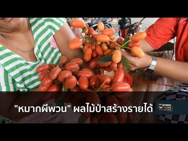 "หมากผีพวน" ผลไม้ป่าสร้างรายได้ | 11 ก.ย. 61 | เมืองไทยใหญ่อุดม