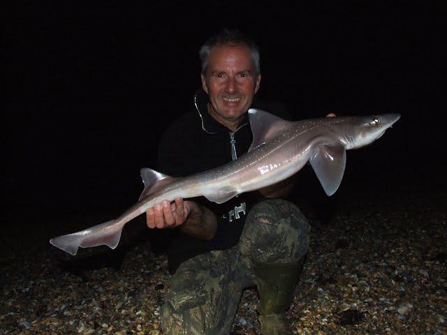 Smooth Hounds On Shoreham Beach