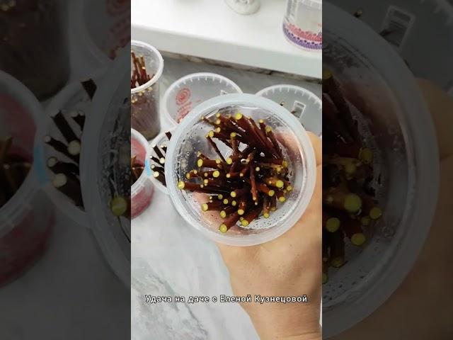 Черенкование гортензии прям в теплице #дачныеидеи #diy #diyideas #огород #цветы #дача #саженцы