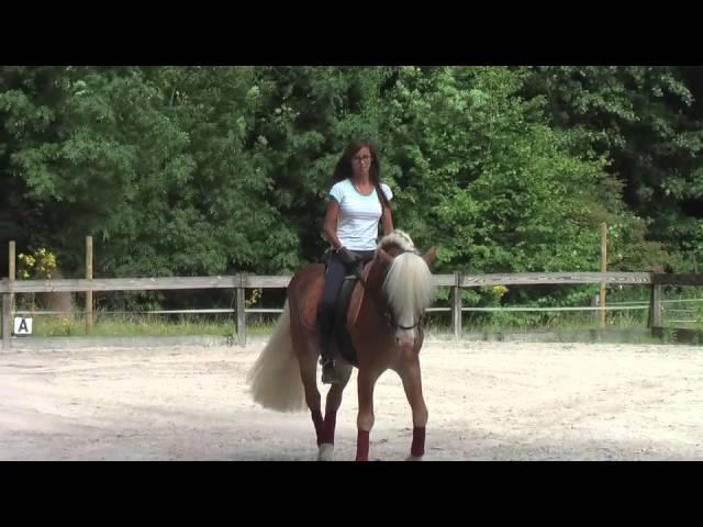 haflinger dressage