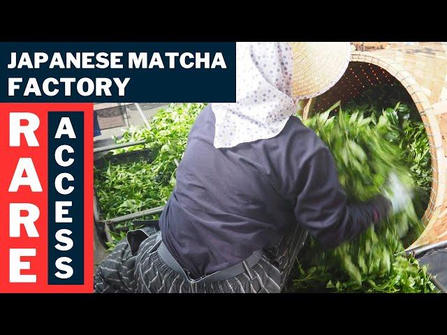 RARE ACCESS! Footage of our Uji matcha production process