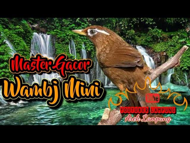 Master Gacor Wambi Mini ll di jamin mantap dan jitu