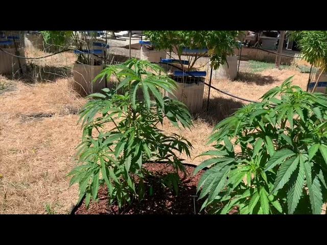 Growing cannabis from seed outdoors