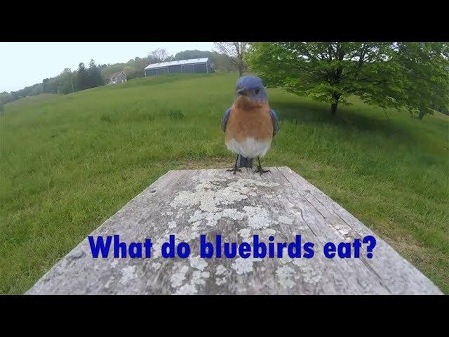 What do bluebirds eat?