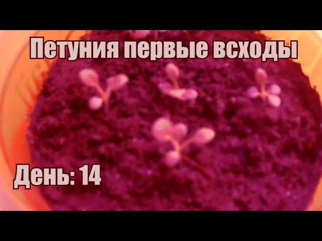 Петуния на снег. Посадка 15 января