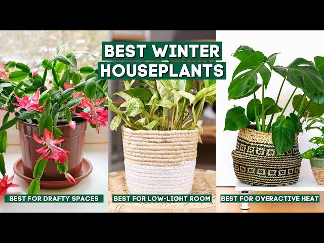 Best Winter Houseplants That Can Survive Through the Coldest Months // Indoor Plants 