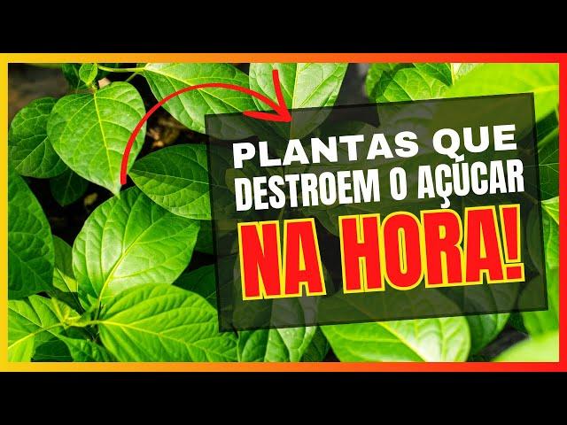 6 PLANTAS NATURAIS PARA USAR EM CASOS DE EMERGÊNCIA DE AÇÚCAR ALTO NO SANGUE