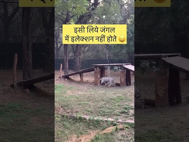 Delhi Zoo | White Tiger | Zeementary | #tranding #youtubeshorts #shorts