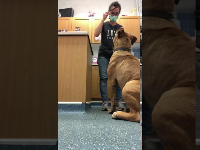 South African Mastiff at the vets