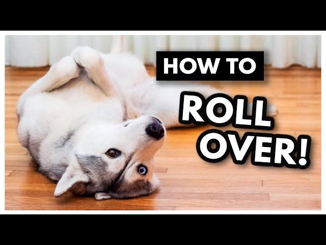 The EASIEST way to Teach Your Dog to ROLL OVER! | How to teach your dog to roll over