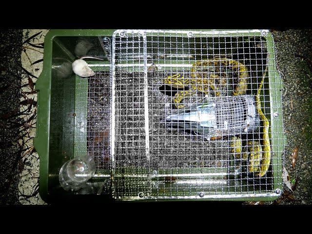 Snake trap with REAL MICE INSIDE