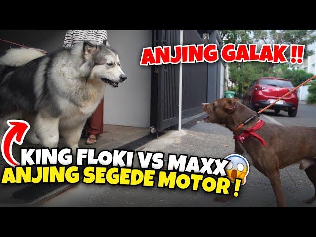 FLOKI VS ANJING ALASKAN ‼️ ANJING GALAK SEGEDE MOTOR