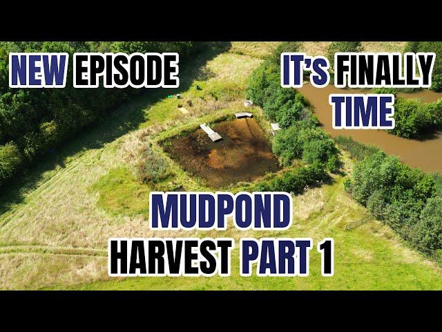 IT'S FINALLY TIME FOR THE MUDPOND HARVEST - PART 1