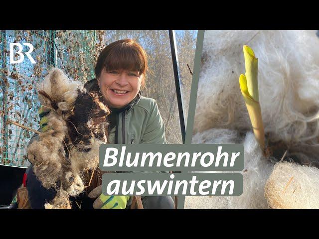 Canna auswintern: Mit Schafwolle Pflanzen sicher durch den Winter bringen │Querbeet