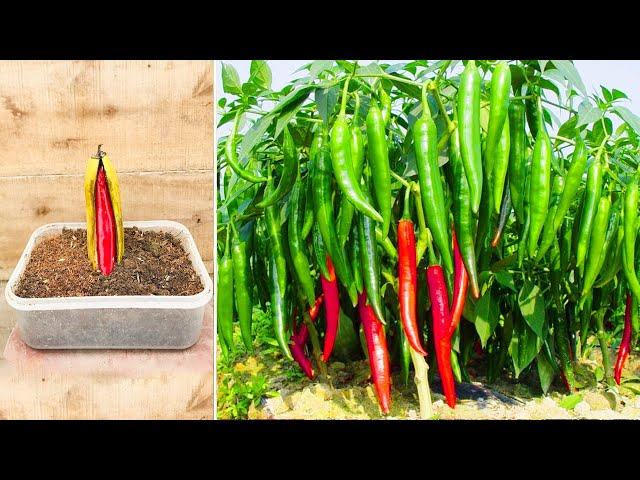 Growing chillies indoors plants from seeds -  Planting chili at home to fast growing trees