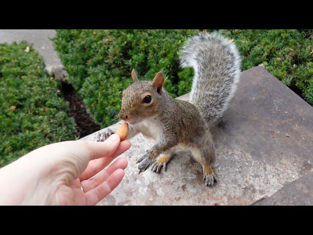 Squirrel comes to me when I call her but she has specific demands